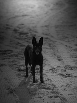 senza-titolo_7_2011_24x30