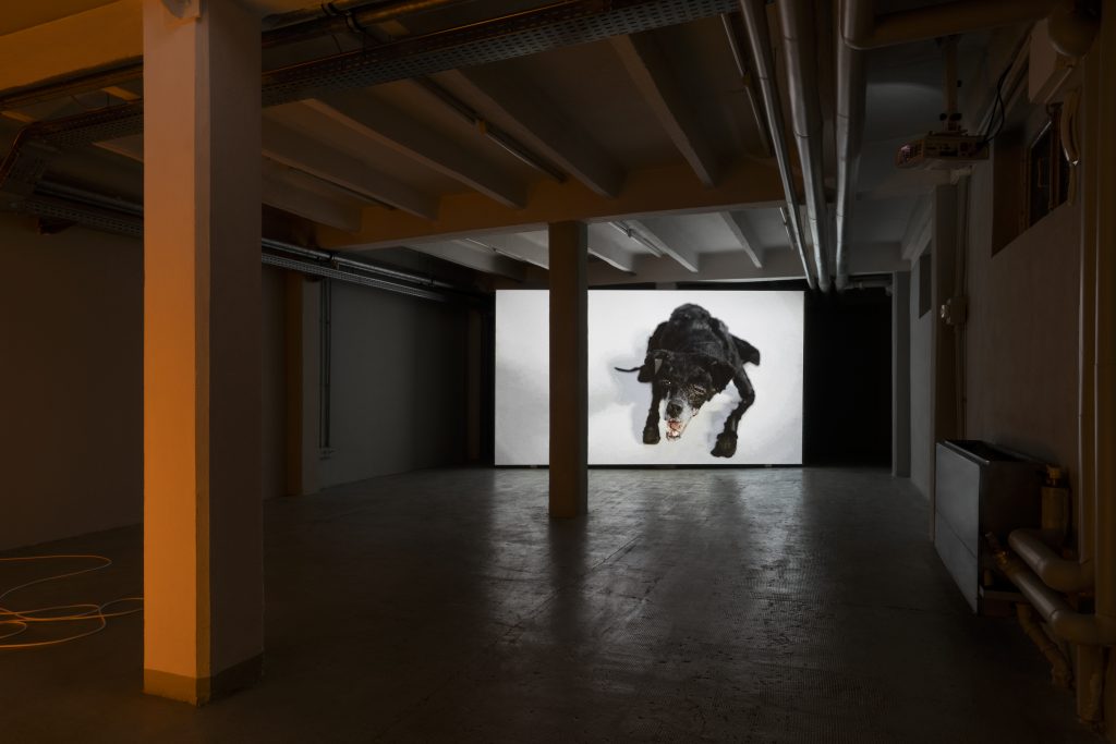 Every Lies has an Audience,  installation view, Marsèll Paradase © Photo Lorenzo Capelli 