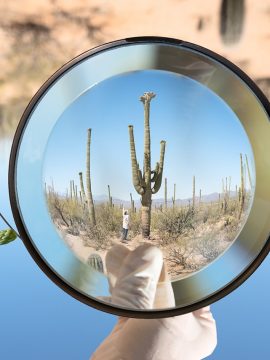 carnegiea-gigantea-crested-saguaro-saguaro-national-park-az-2018