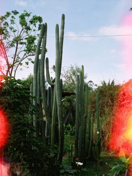 san-pedrito